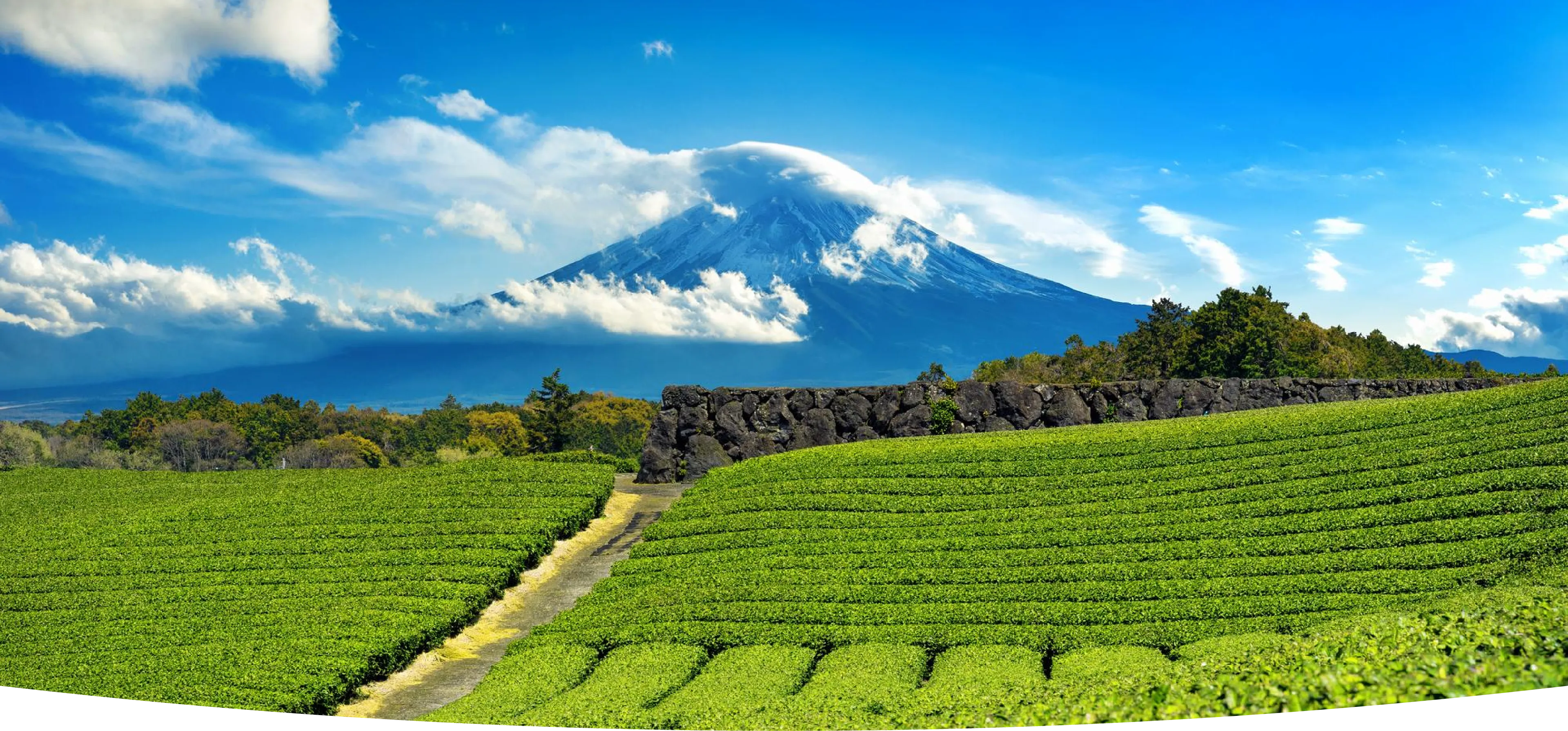 Panoramic view of lush green tea fields in Shizuoka with snow-capped Mt. Fuji rising in the background under a bright blue sky