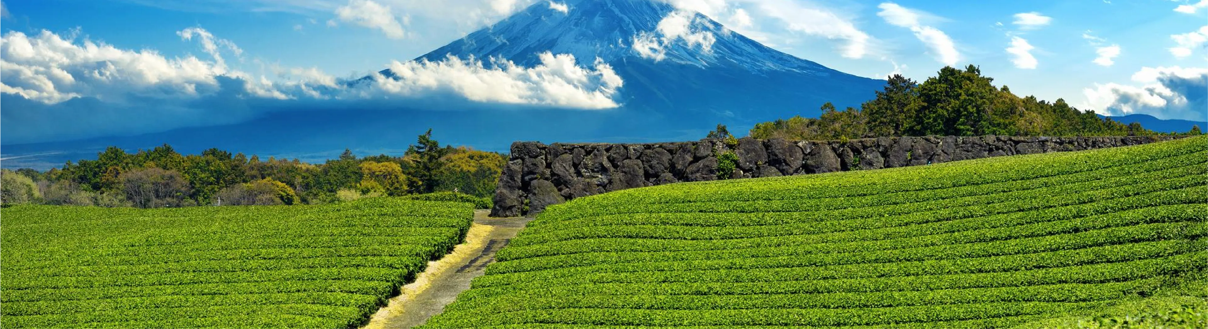 Panoramic view of lush green tea fields stretching across Shizuoka with snow-capped Mt. Fuji towering in the background under a clear blue sky